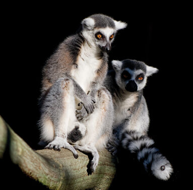 Lemures de castidad