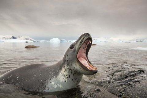 Encuentran al dueño de un USB que acabó en las heces de… ¡una foca leopardo en Nueva Zelanda!