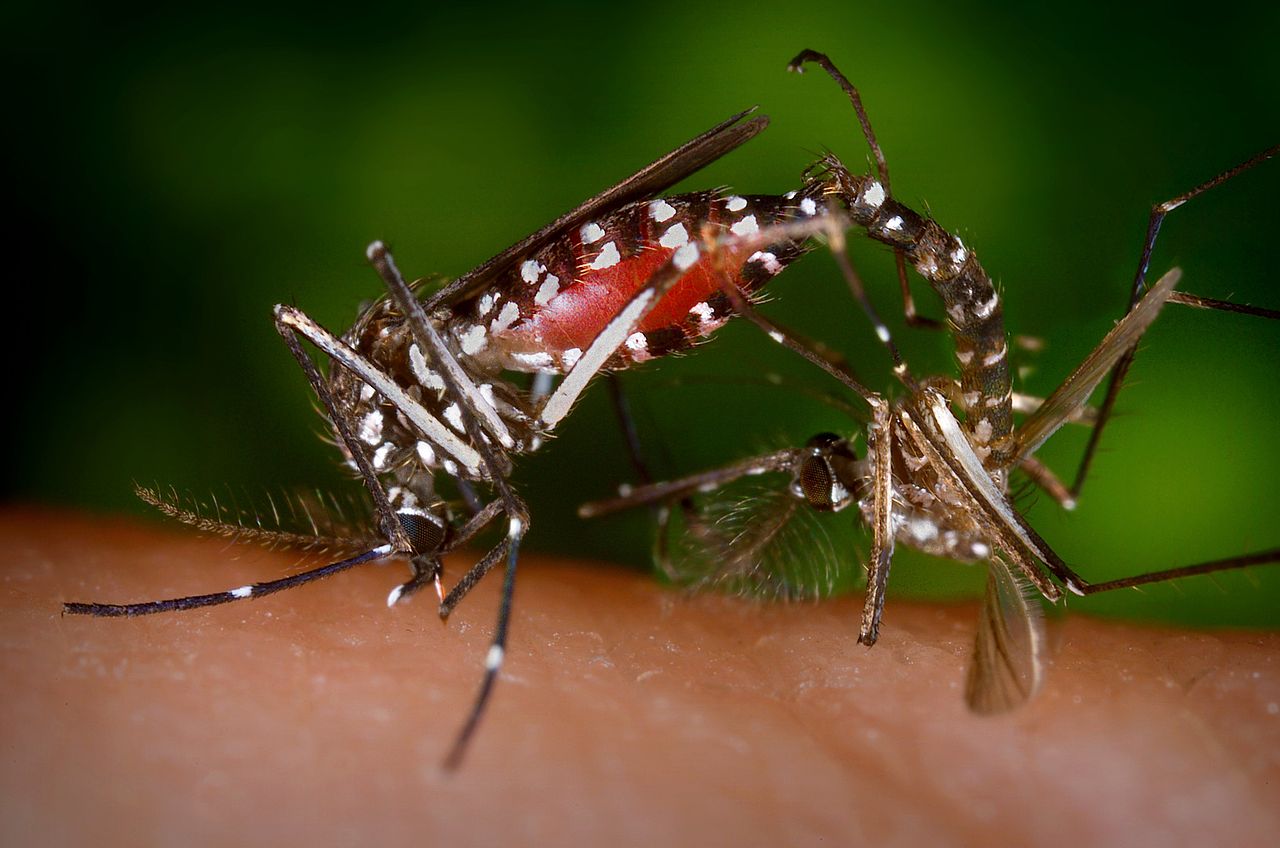 Liberan mosquitos modificados genéticamente para luchar contra el Zika