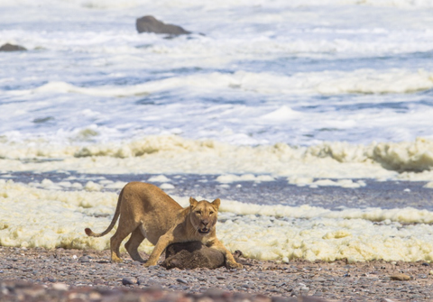 Los leones de Namibia han experimentado un cambio inesperado en su dieta