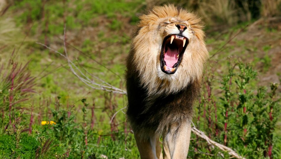 ¿A qué distancia puede escucharse el rugido de un león?