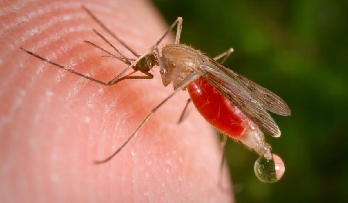 Llega la primera vacuna contra la malaria