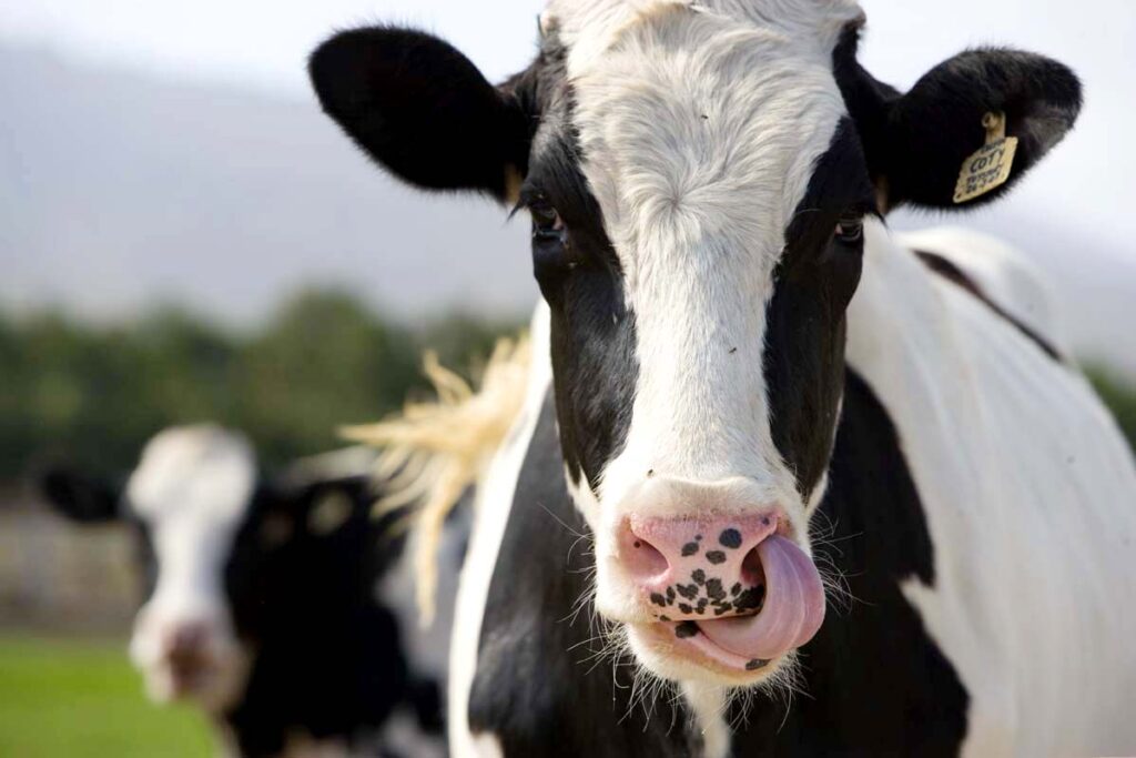La vaca 'hipoalergénica' 1 llega la vaca hipoalergenica La vaca 'hipoalergénica'