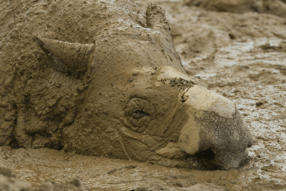 Lo que perdieron los rinocerontes durante el Pleistoceno