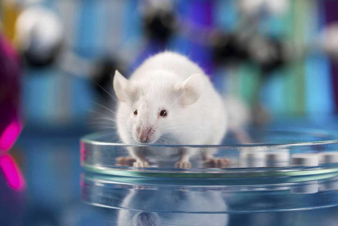 Logran curar el cáncer de colon en ratones