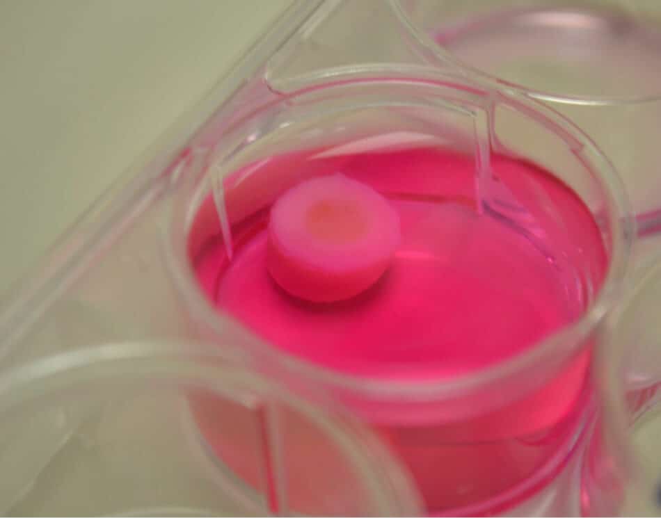 Logran imprimir cartílago en 3D con biotinta