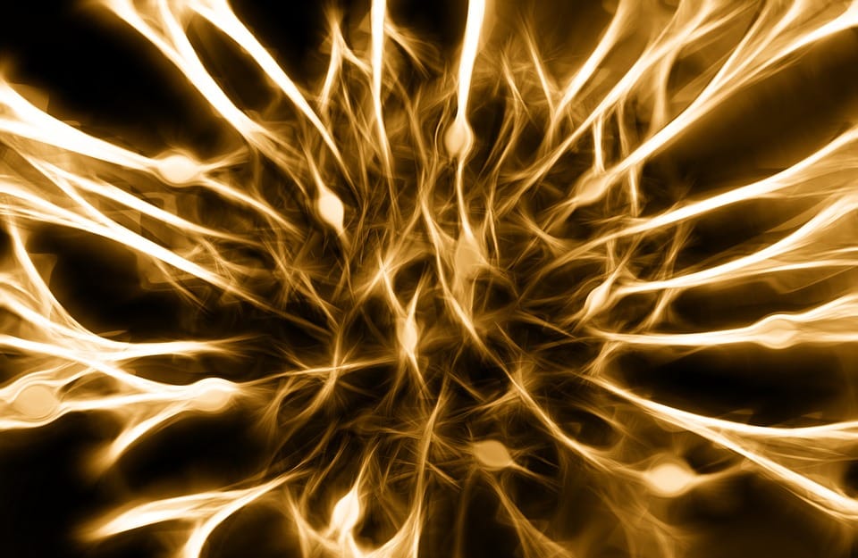 Logran que células nerviosas cultivadas en laboratorio hagan latir al corazón
