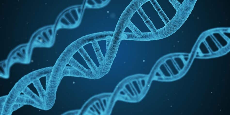 Logran ver, por primera vez, cómo se replica el ADN