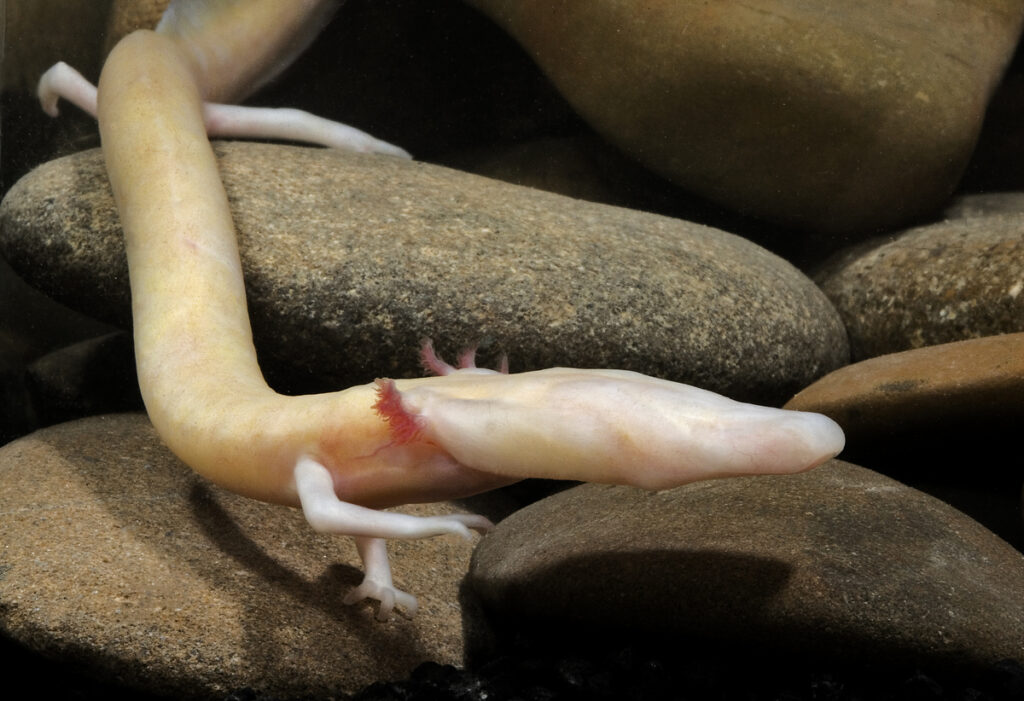 Los 12 animales más resistentes 1 los 12 animales mas resistentes Los 12 animales más resistentes