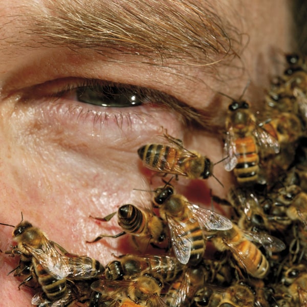 Los beneficios de las abejas para el hombre