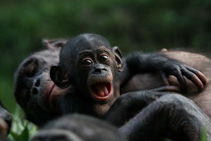Los bonobos hablan bebé
