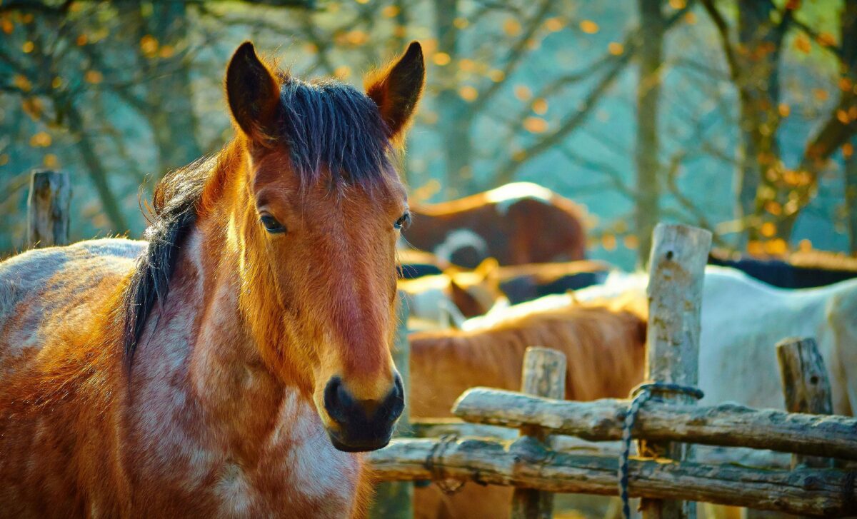 Los caballos pueden reconocer las expresiones humanas