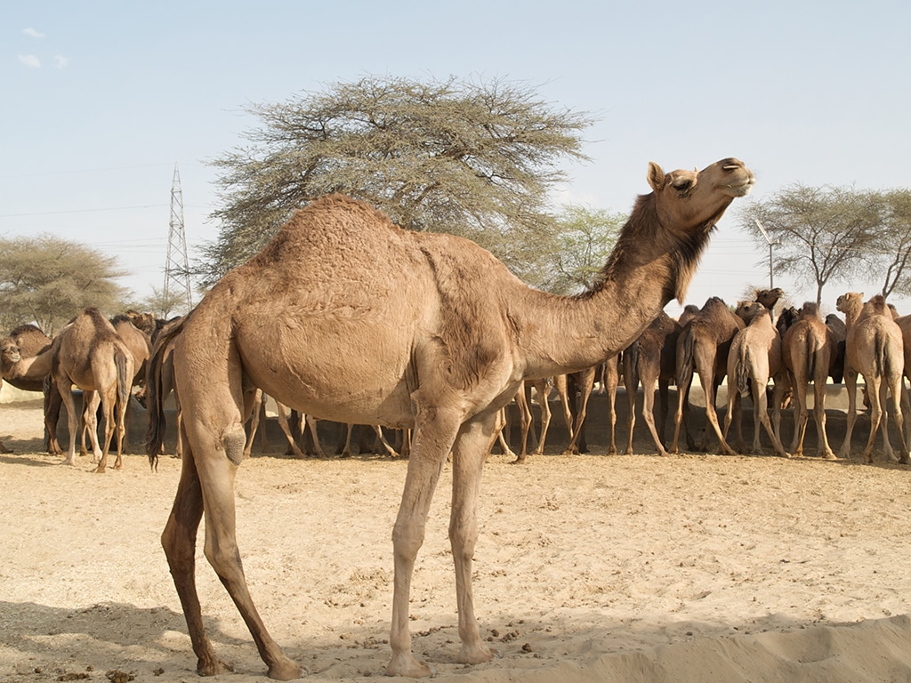 Los camellos, culpables de que el ser humano se constipe
