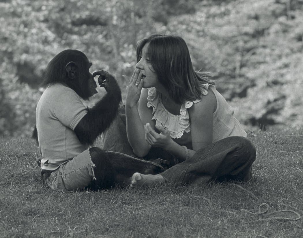 Los chimpancés imitan acentos
