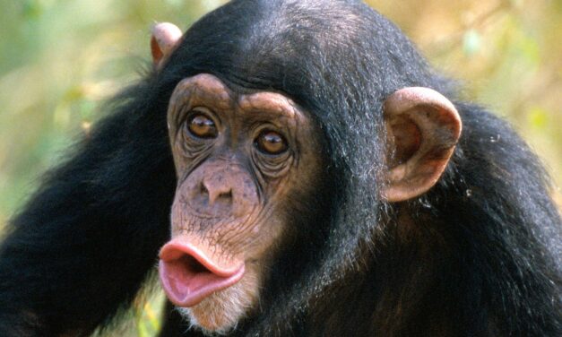 Los chimpancés también se emborrachan
