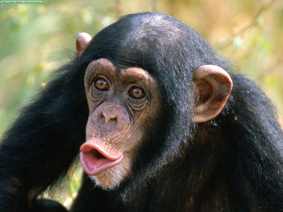 Los chimpancés también se emborrachan