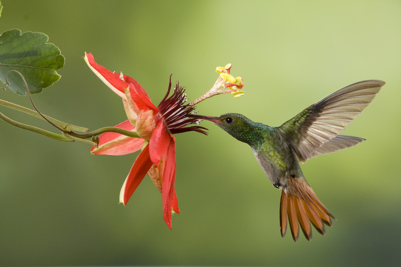 ¿Los colibrís ‘pían’ con la cola?
