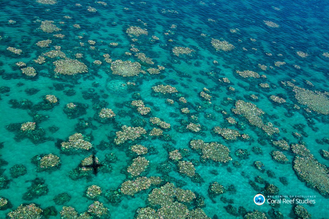 Los corales no se recuperan del blanqueo