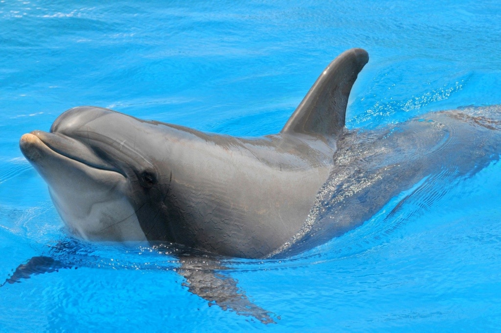 Los delfines macho ofrecen regalos para poder aparearse