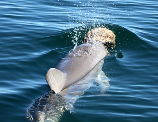 Los delfines usan esponjas