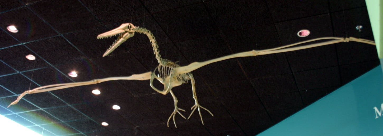 Los dinosaurios empezaron a volar a trompicones