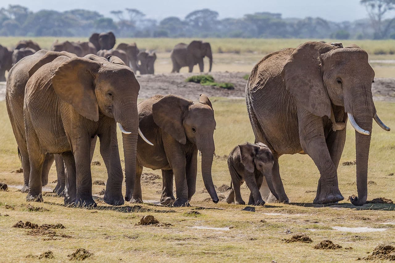 Los elefantes africanos en su peor momento en 25 años