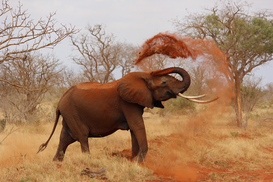 Los elefantes de Namibia tienen conocimientos únicos