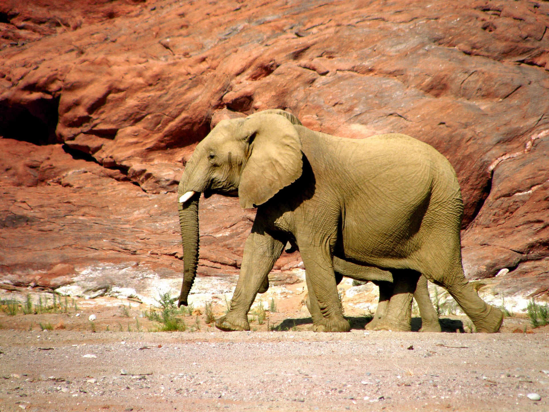 Los elefantes podrían desaparecer de Tanzania