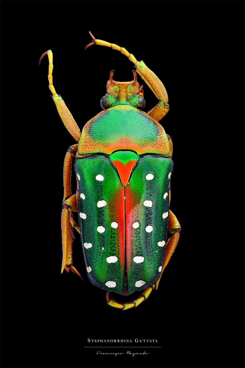 Los escarabajos más bellos del mundo