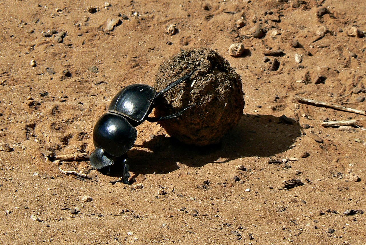 Los escarabajos peloteros habrían evolucionado para comer caca de dinosaurio