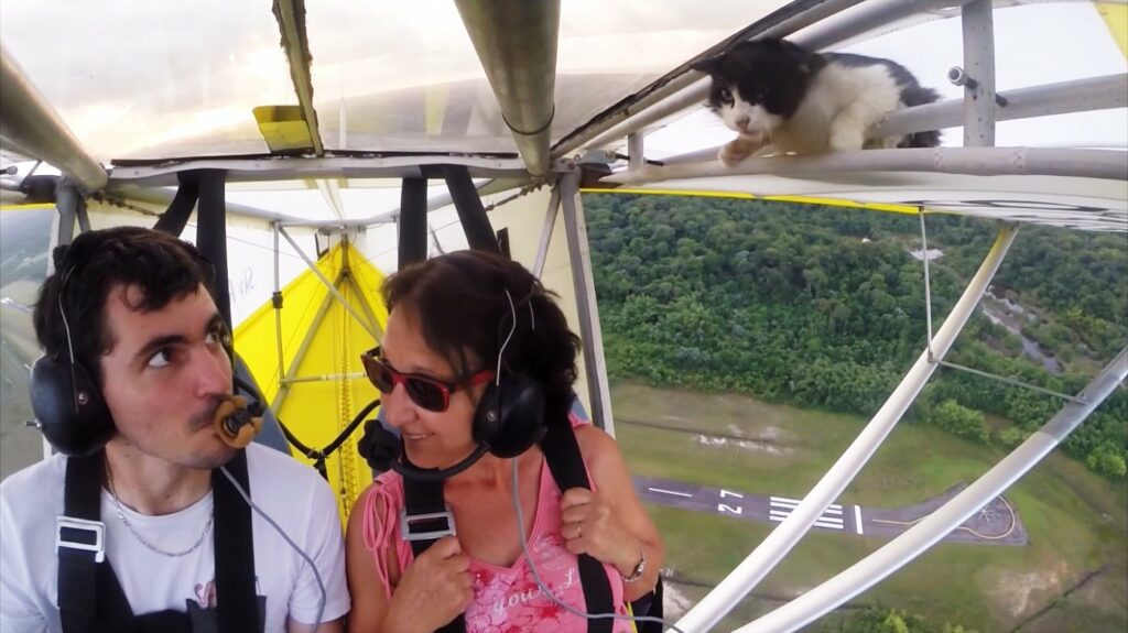 Los gatos no saben volar, aunque este lo intentó 1 los gatos no saben volar aunque este lo intento Los gatos no saben volar, aunque este lo intentó