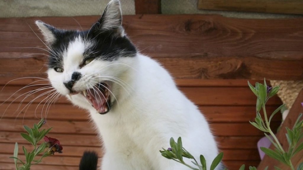 Los gatos pueden contagiar la furia