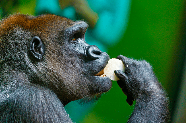 Los gorilas nos dan claves sobre nuestra salud…a través de su caca