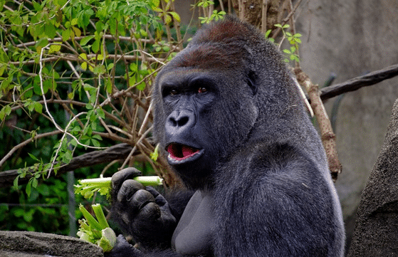 Los gorilas tienen hábitos de limpieza alimentaria