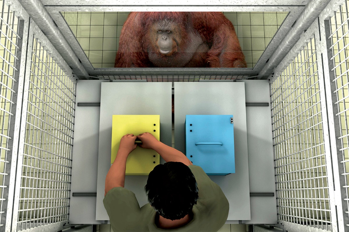 Los grandes simios ayudan a los humanos a no equivocarse