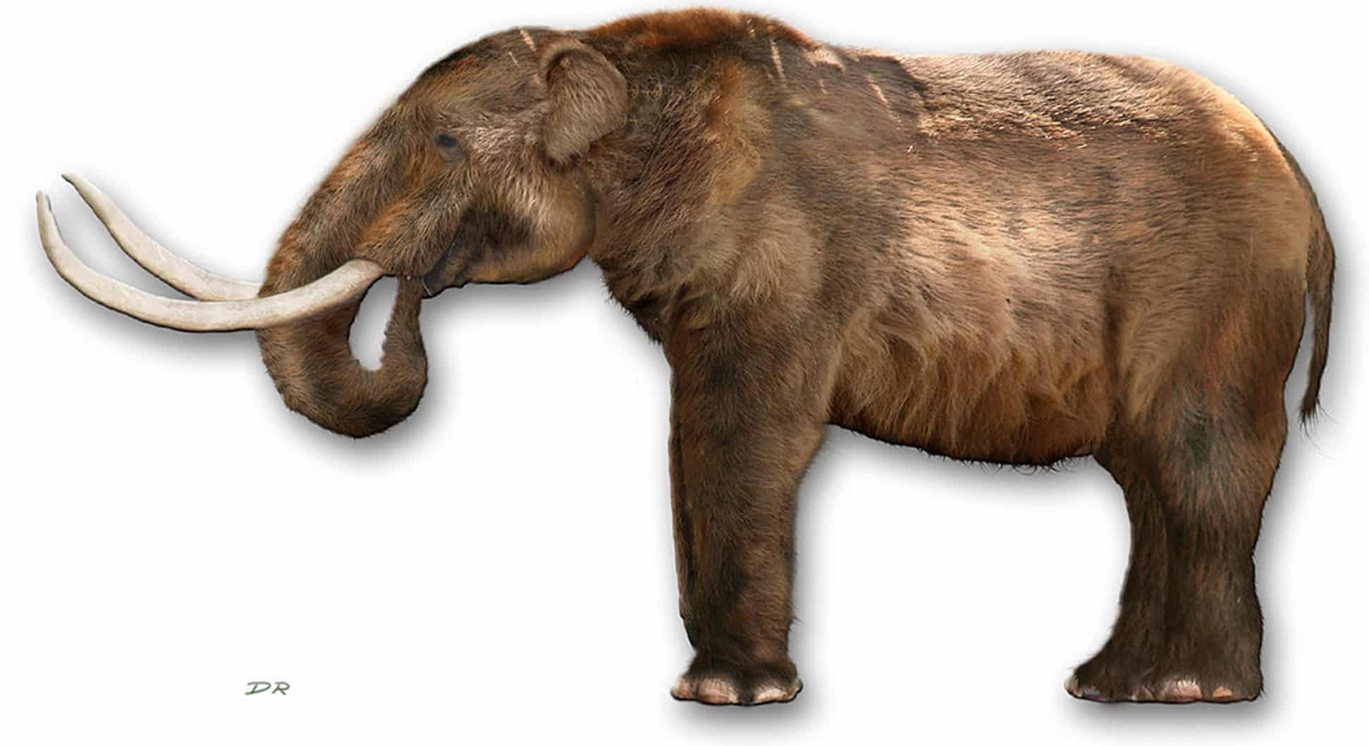 Los huesos de un mastodonte pueden reescribir la historia de América
