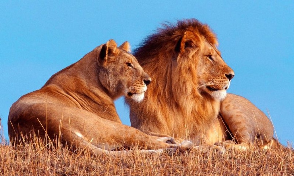 Los leones devoran a un grupo de cazadores furtivos