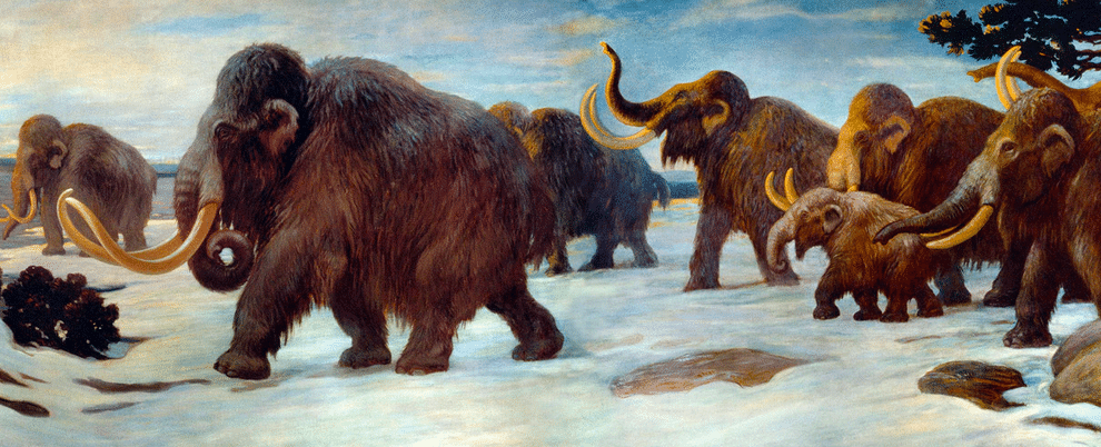 Los mamuts machos caían en más trampas que las hembras