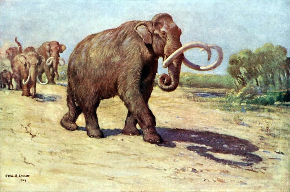 Los mamuts podrían ser especie protegida