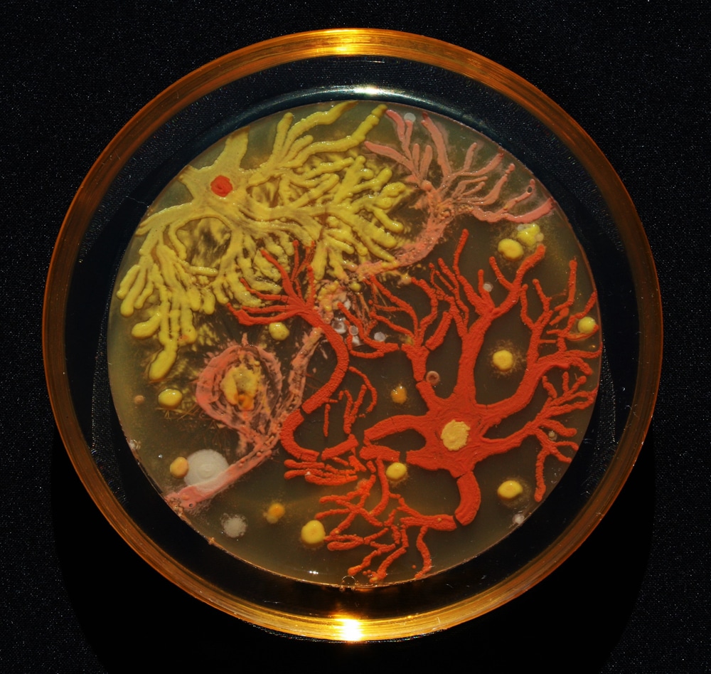 Las bacterias más bellas del mundo