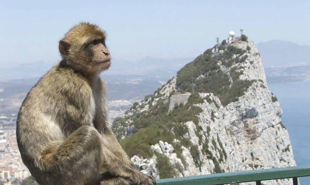Los monos de Gibraltar se quedan sin amigos