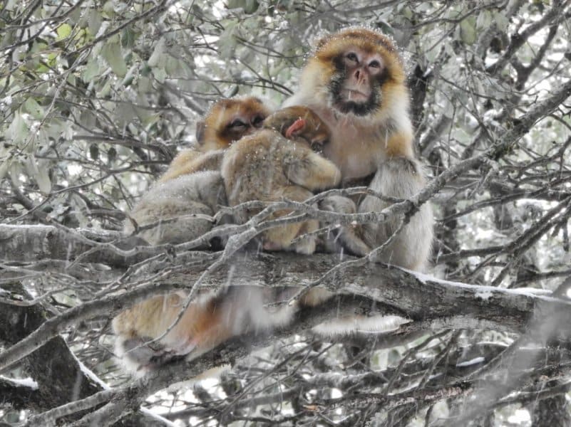 Los monos que tienen más amigos sobreviven mejor al invierno