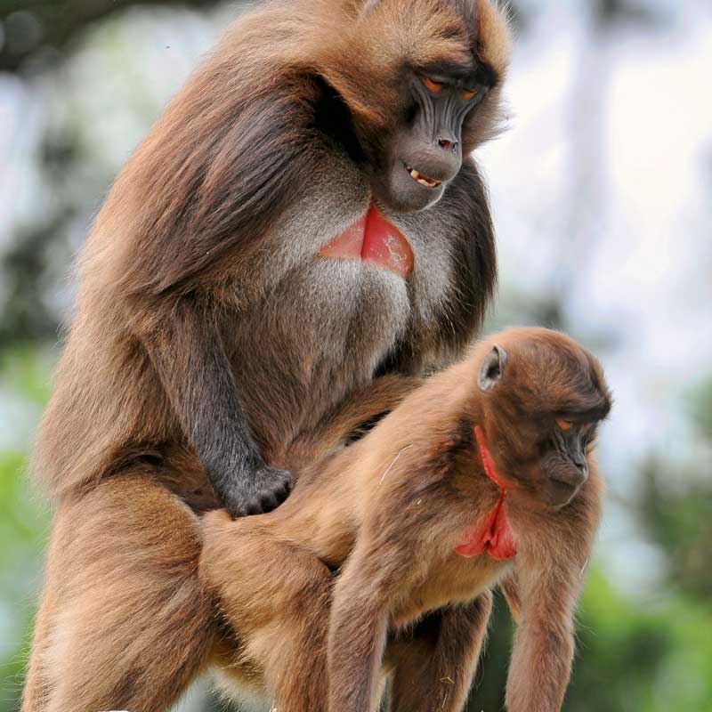 Los monos se ponen los cuernos