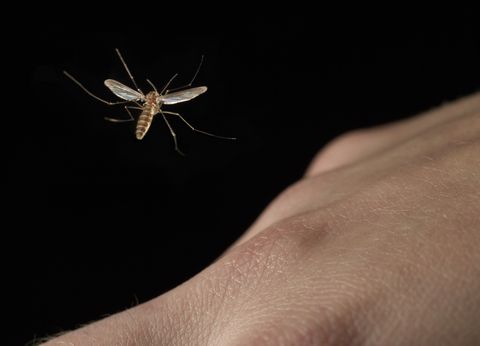 Confirman que los mosquitos pueden captar la voz humana