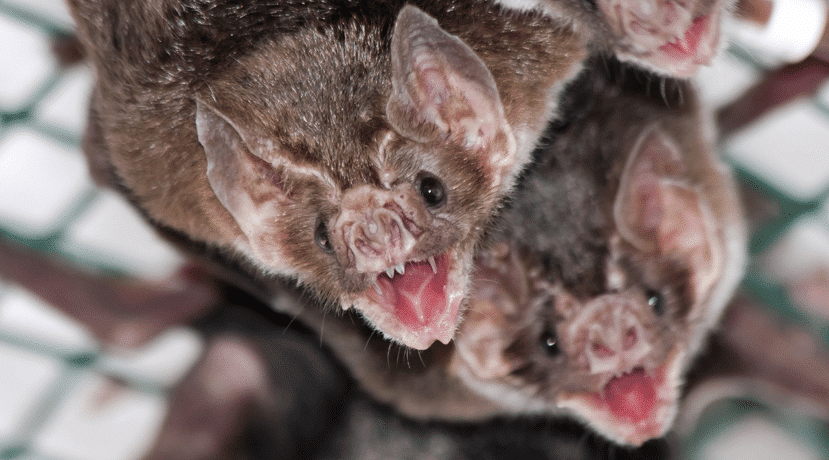 Los murciélagos aprenden el lenguaje de sus compañeros de nido