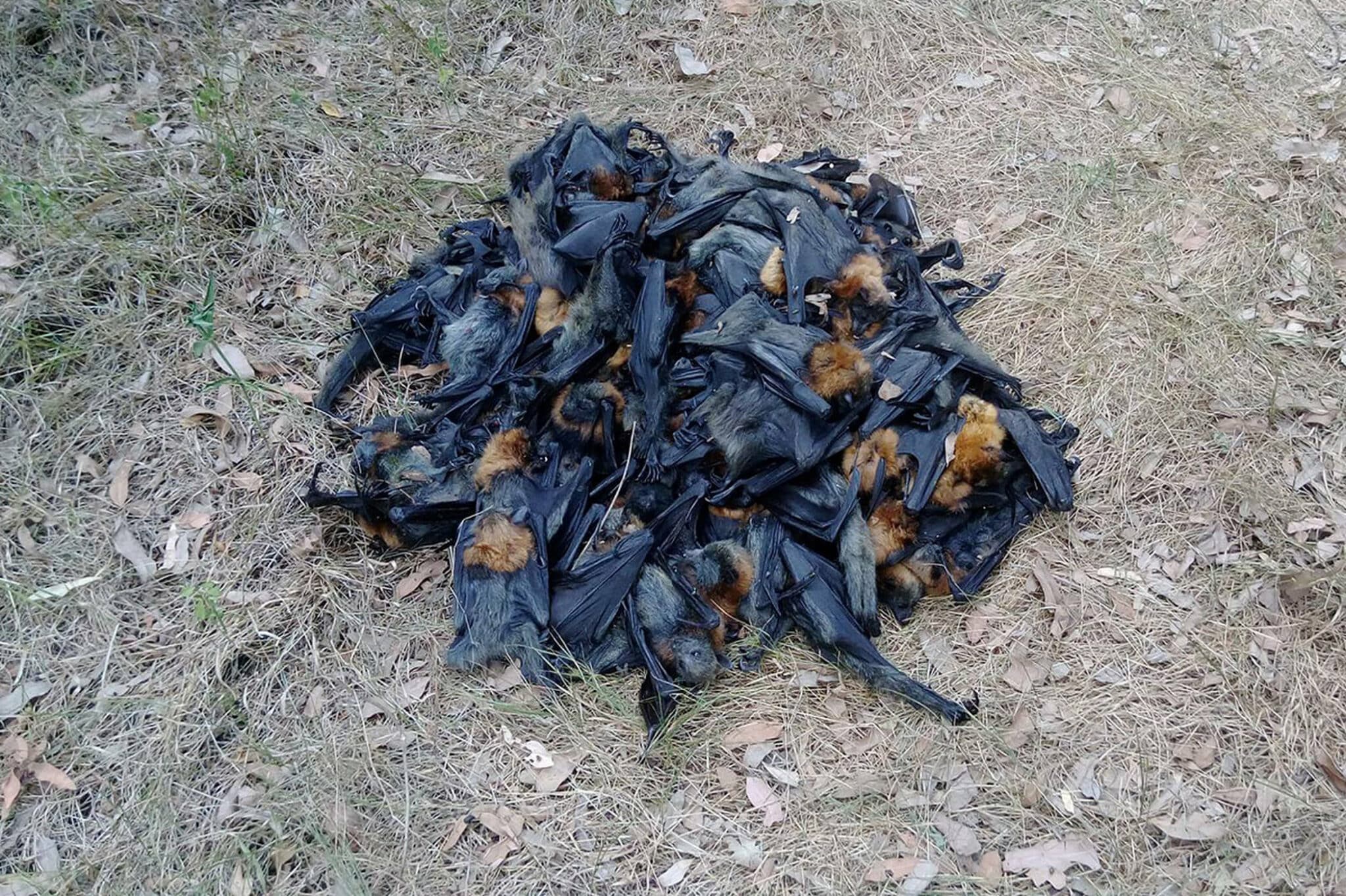 Los murciélagos se mueren por el calor extremo en Australia