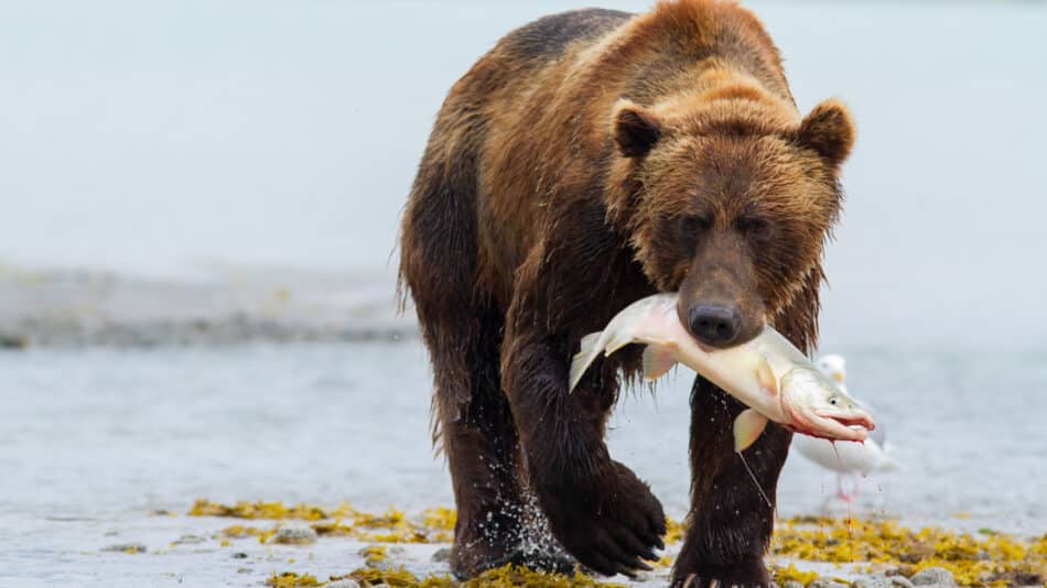 Los osos grizzly han decidido volverse vegetarianos