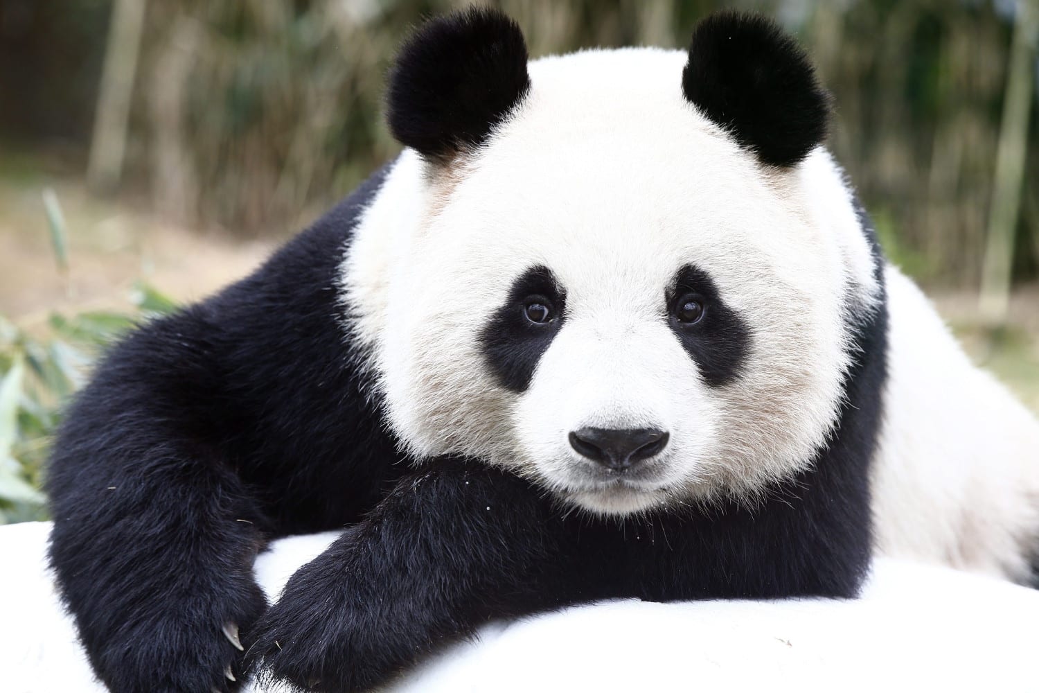 Los osos panda podrían tener un origen europeo