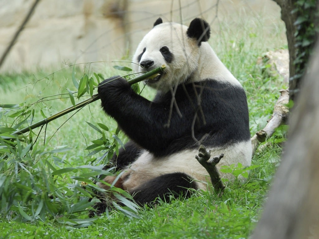 Los pandas no se aparean por culpa de su mala digestión