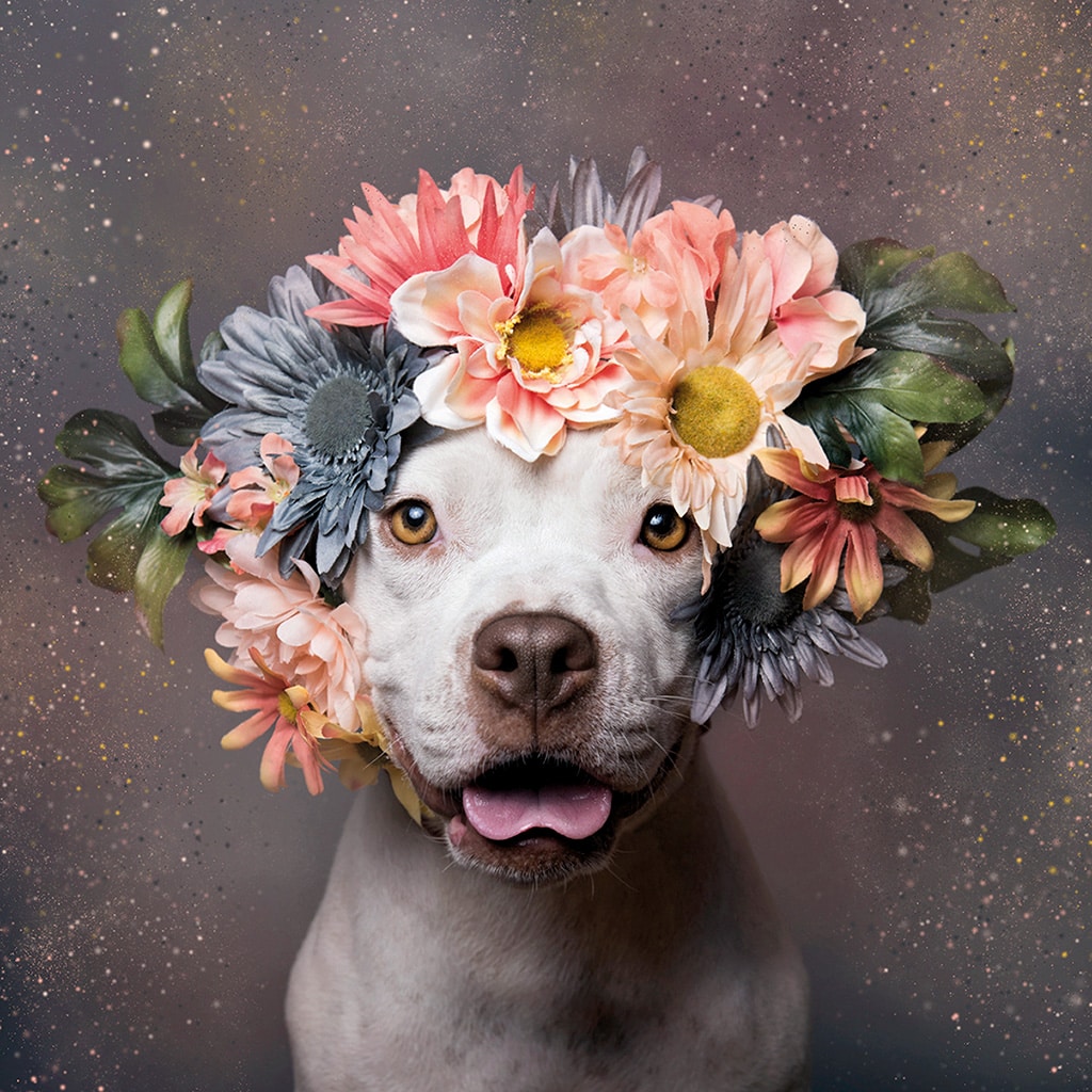 Los perros también saben posar: 7 fotografías caninas espectaculares